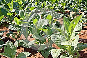 Crops of tobacco in ViÃÂ±ales, Cuba. photo