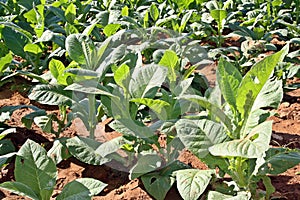 Crops of tobacco in ViÃ±ales, Cuba.