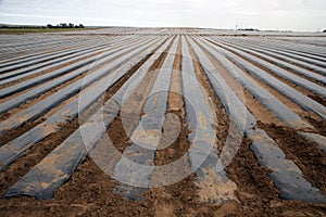 Crops under plastic