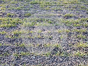 Crops of wheat in the field destroyed by frost and arid weather