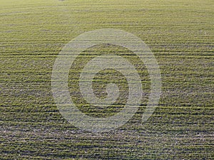 Crops of wheat in the field destroyed by frost and arid weather