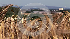 Crops wheat growing with farm in background