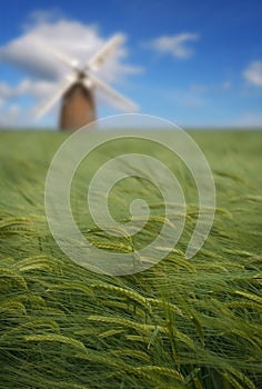 Crops and windmill