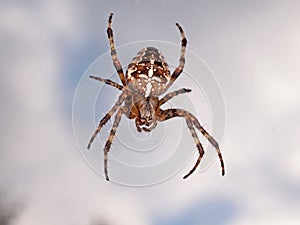Cross back spider
