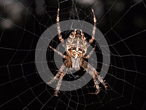 Cross back spider