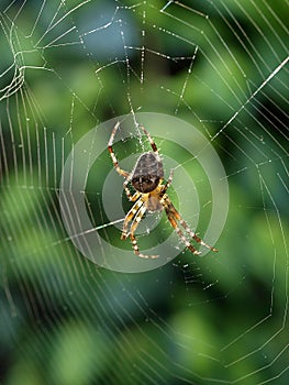 Cross back spider