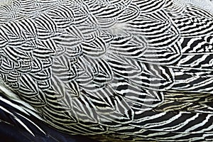 Cross black and white background of wild bird wings feathers texture