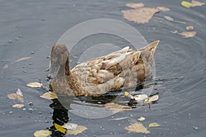 Mutant Suburban Duck Swimming in a Pond