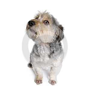 Cross Breed dog in front of white background