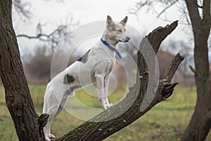 Cross-breed dog standing on an apricot tree branch and watching for enemies at fall season