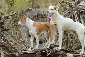 Cross-breed of hunting and northern dog guarding  young Basenji while smaller dog guarding bigger one too