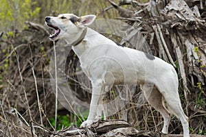 Cross-breed of hunting and northern dog standing on a root of fallen tree