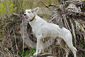 Cross-breed of hunting and northern dog standing on a root of fallen tree