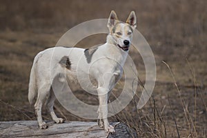 Cross-breed of hunting and northern white dog standing on a log watching for enemies