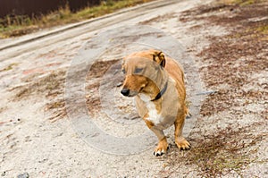Cross-breed short-legged dog waiting for the master on an earth road