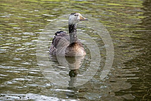 Cross breeding with a Canada goose, Embden goose hybrid