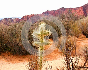 Cross Cactus