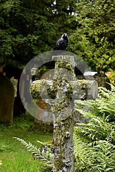 Cross, cemetery, black bird