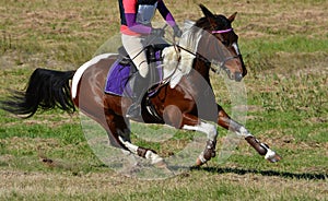 Cross country horse