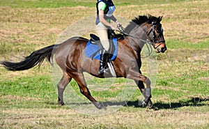 Cross country horse riding