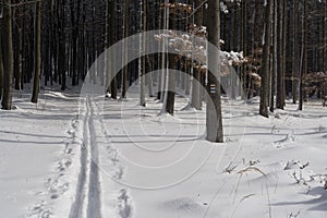 Cross-country ski path