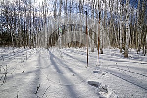 Sciare poli sul foresta lente riacutizzazioni 