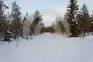 Cross country ski track through scandinavian winter forest