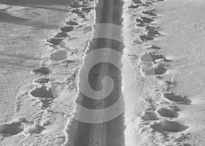 Cross Country Ski Track with Shadows in Black and White