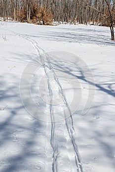 Cross Country Ski Tracks in fresh Snow