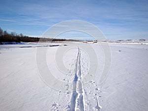 Cross country ski tracks in fresh snow