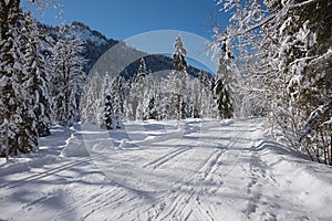 Cross-country ski tracks near kreuth, upper bavaria