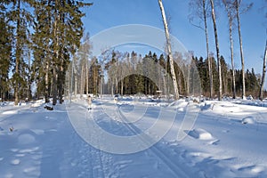 Cross-country ski trails next to the forest on a Sunny day