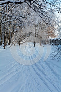 The cross-country ski trails in the winter forest