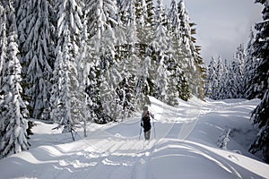 Cross Country Skier