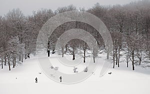 Cross-country Skiers In Winter Landscape