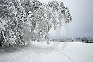 Cross country skiing. A cloudy, winter day in the meadows of the Stolowe Mountains National Park in Poland.