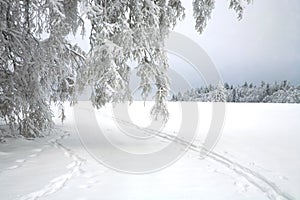 Cross country skiing. A cloudy, winter day in the meadows of the Stolowe Mountains National Park in Poland.