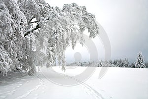 Cross country skiing. A cloudy, winter day in the meadows of the Stolowe Mountains National Park in Poland.