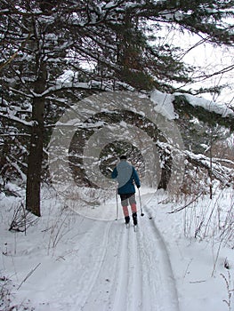 Cross Country Skiing through forest