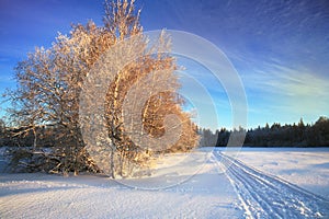 Cross country skiing. A magical start to a new day  in the meadows of the Stolowe Mountains National Park in Poland.