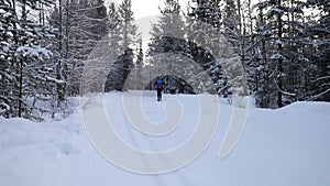 Cross country skiing - man with skis on snowy winter forest ski track. Yllas, Finland