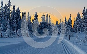 Cross country skiing slope running through a snow covered frozen forest at dusk