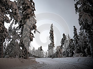 Cross country skiing slope through a snowy forest