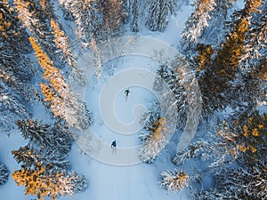 Cross-country skiing in a snow-covered forest in Norway