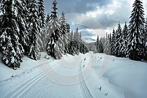 Cross country skiing track in the forest