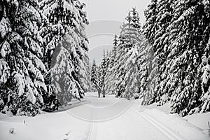 Cross country skiing track in the forest