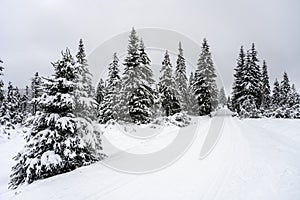 Cross country skiing track in Jizera Mountains