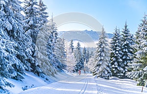 Cross country skiing track in winter