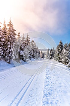 Cross country skiing track in winter