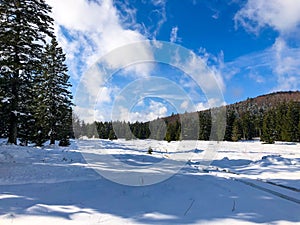 Cross country skiing tracks in a snowy forest